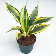 Load image into Gallery viewer, Sansevieria 6&quot; (Snake Plant)
