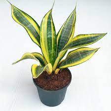 Sansevieria 6" (Snake Plant)