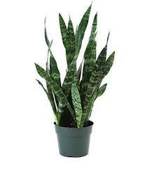 Sansevieria 6" (Snake Plant)