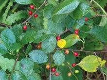 Load image into Gallery viewer, Lindera Benzoin Spicebush 3g
