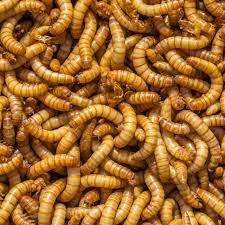 Mealworms 5.5oz