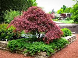 Red Dragon Japanese Maple 7gal