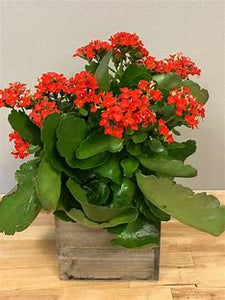 Kalanchoe 6"