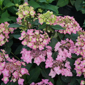 Lavender Hydrangea Lets Dance Can Do