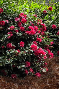 October Magic Ruby Camellia 3g