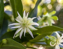 Load image into Gallery viewer, Illicium Orion Anise 7g
