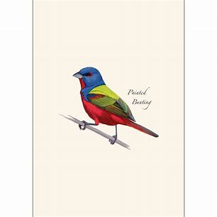 Painted Bunting Note Cards