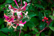 Load image into Gallery viewer, Peaches &amp; Cream Honeysuckle 3g
