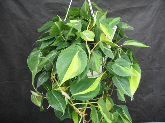 Philodendron Brasil 6