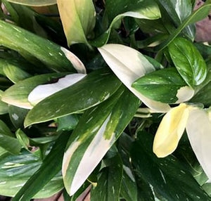 RARE Philodendron Cobra 6"