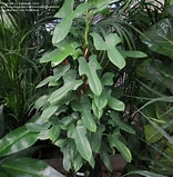 Philodendron Goeldii 6"