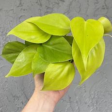 Philodendron Lemon Lime 5"