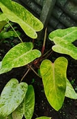 RARE Philodendron Painted Lady