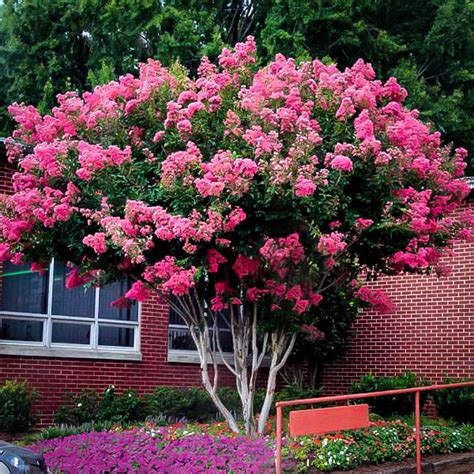 Pink Velour Crapemyrtle 15