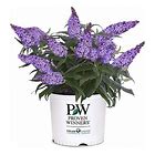 Pugster Blue Butterfly Bush 3g