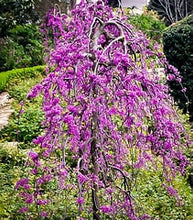 Load image into Gallery viewer, Ruby Falls Redbud 15g
