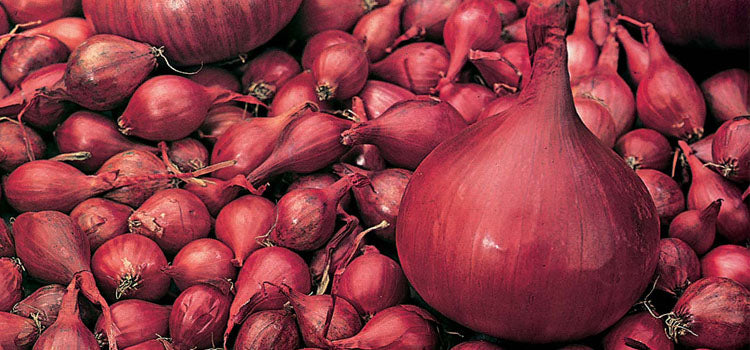 Red Onion Sets 75pB