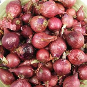 Onion Sets Red 14/21 mm