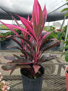 Red Sister Cordyline 3g