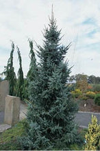 Load image into Gallery viewer, Riverside Serbian Spruce 10g
