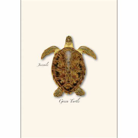 Sea Turtle Note Card