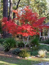 Load image into Gallery viewer, Seiryu Japanese Maple 15g
