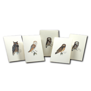 Sibley Owl Note Card Assort
