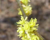 Load image into Gallery viewer, Lindera Benzoin Spicebush 3g
