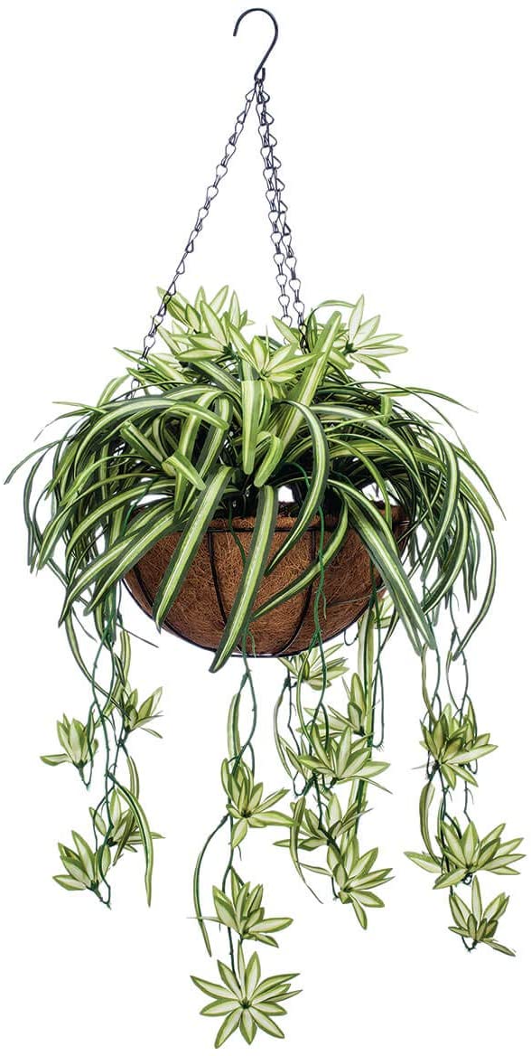 Spider Plant Hanging Basket