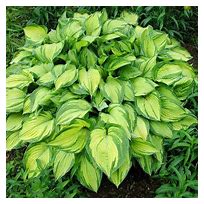 Stained Glass Hosta 1g