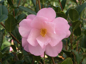 Taylors Perfection Camellia 3g