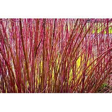 Load image into Gallery viewer, Variegated Redtwig Dogwood 5g
