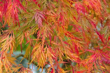 Load image into Gallery viewer, Viridis Japanese Maple 15g
