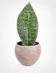 Sansevieria Whale Tail 6"