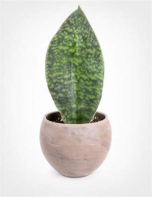 Sansevieria Whale Tail 6