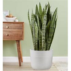 Sansevieria zeylanica 8