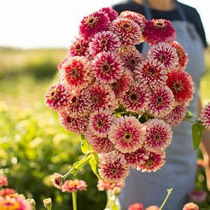 BI Zinnia Mazurkia